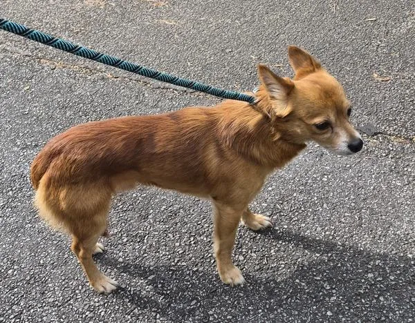 Pen C Foxxy thumbnail 2