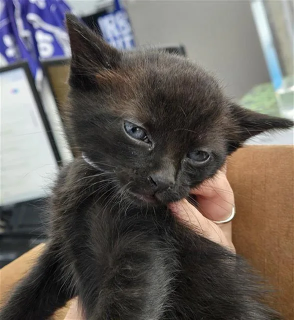 A young medium-sized male Domestic Short Hair cat named Akari for adoption in Dallas, TX