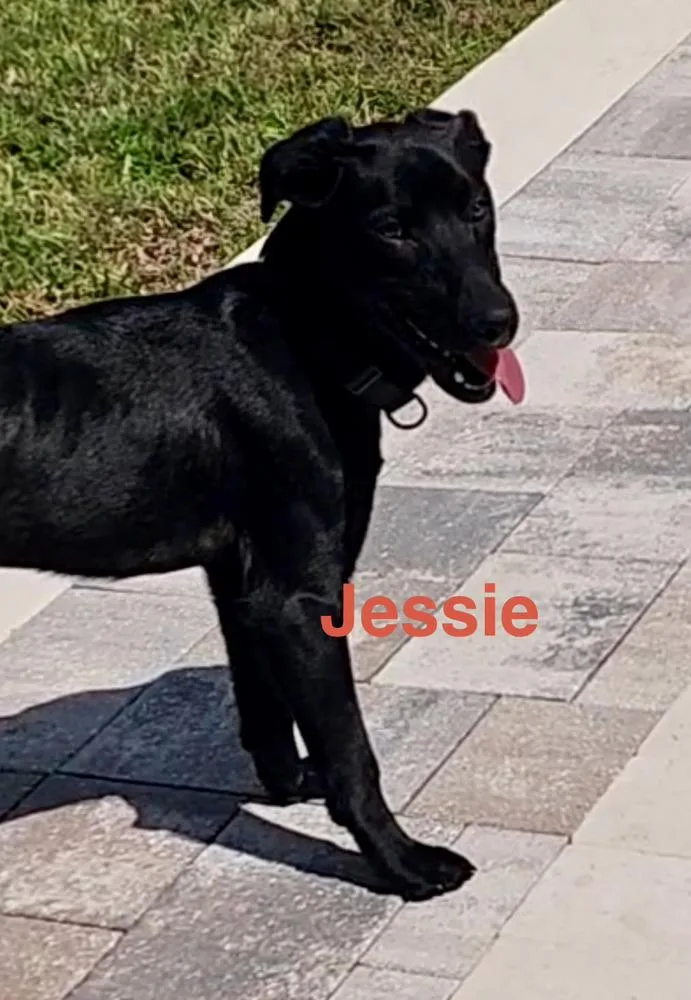 A baby medium-sized male Black Labrador Retriever dog named Jesse for adoption in Fern Park, FL