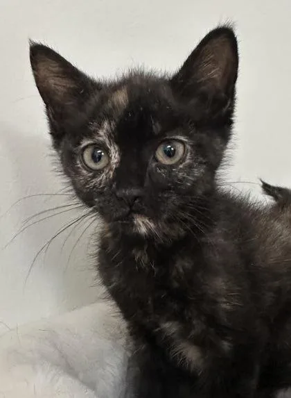 A baby small-sized female Domestic Short Hair cat named Dionne for adoption in Lawrenceville, GA