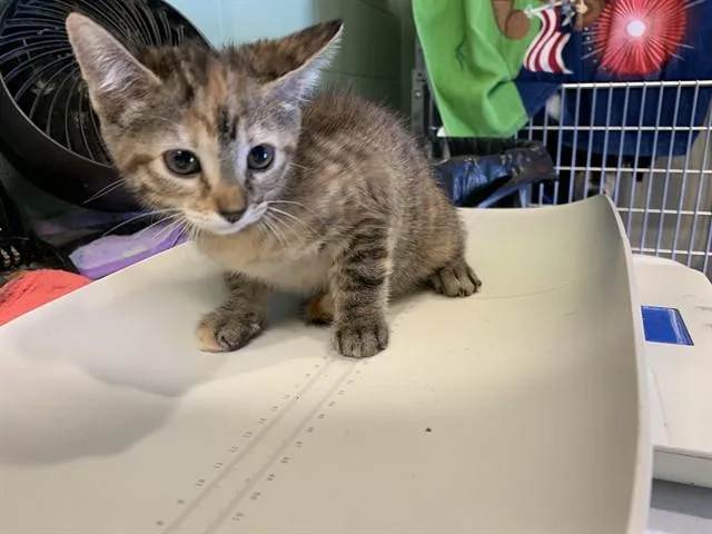 A baby small-sized female Domestic Short Hair cat named Sage for adoption in Grand Prairie, TX