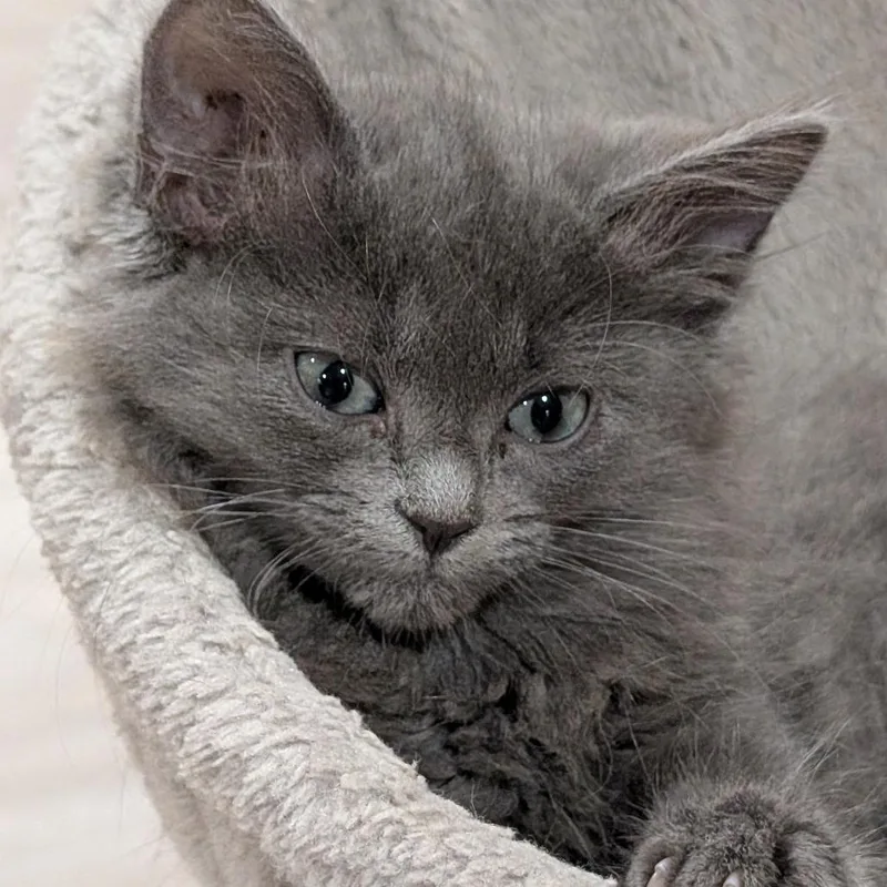 Chenille