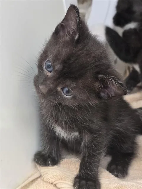 A baby small-sized female Domestic Short Hair cat named Lily for adoption in Indianapolis, IN