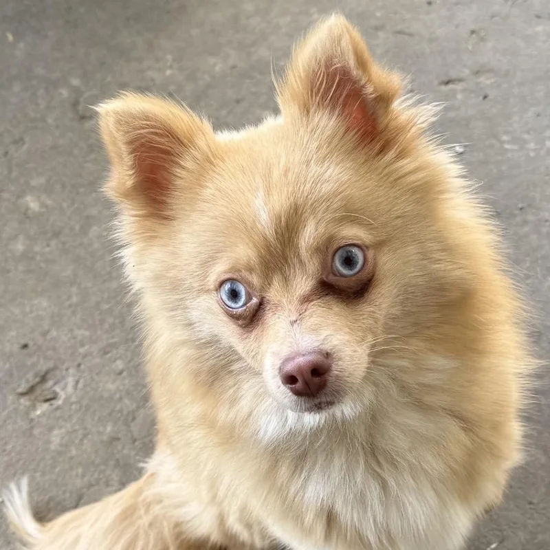 A baby small-sized female Golden Pomeranian dog named Fennec for adoption in North Canton, OH