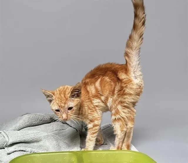 A baby small-sized female Domestic Short Hair cat named A for adoption in Baldwin Park, CA