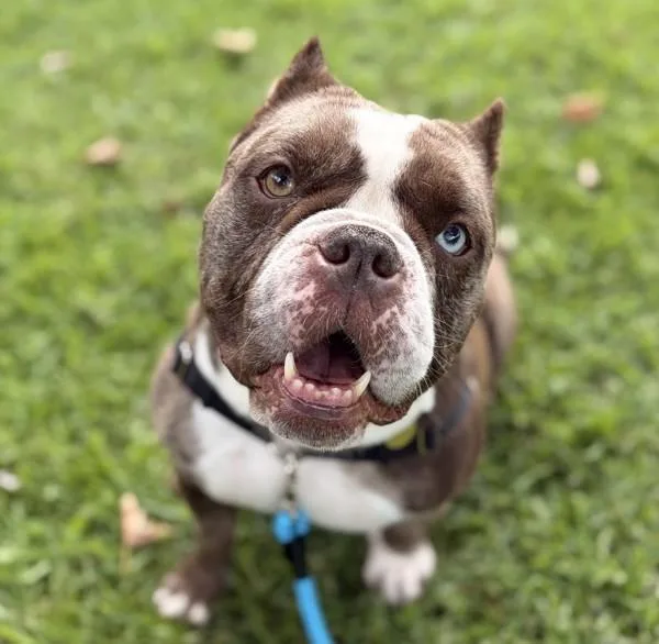 An adult large-sized female American Bulldog dog named Pearl for adoption in Oakland, CA