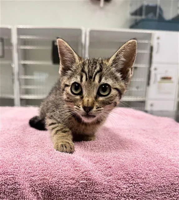 A baby small-sized female Domestic Short Hair cat named Mimi for adoption in Camarillo, CA
