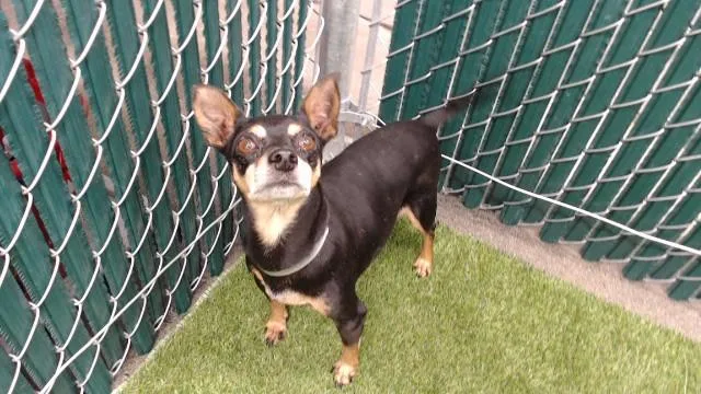 An adult medium-sized female Miniature Pinscher dog named Esmeralda for adoption in Downey, CA