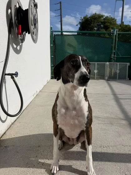 Doris