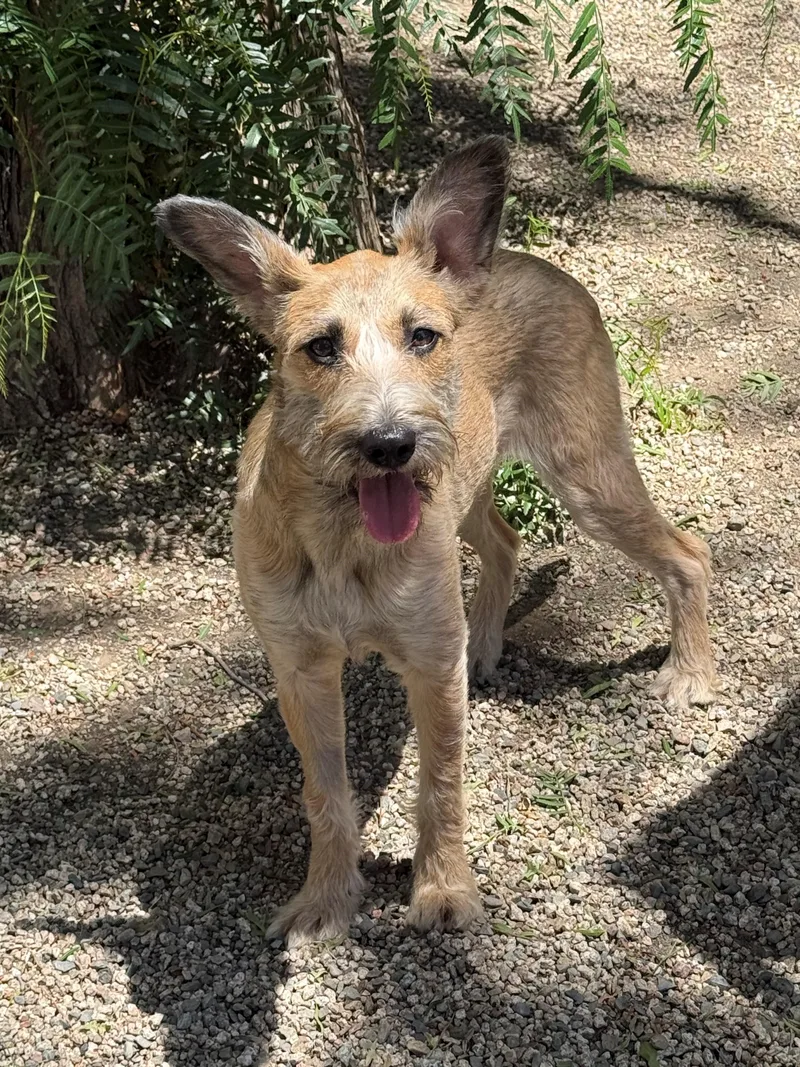An adult medium-sized female Tricolor (Brown, Black, & White) Airedale Terrier dog named Elsa for adoption in Laguna Beach, CA