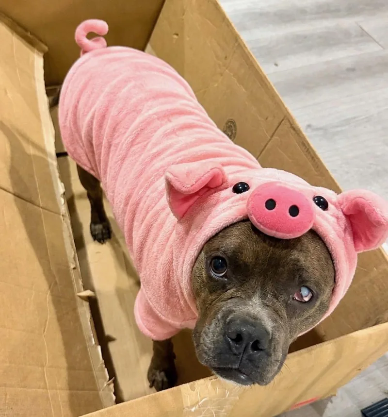 An adult medium-sized female Brindle American Staffordshire Terrier dog named Button for adoption in Houston, TX
