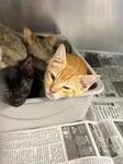 A baby medium-sized male Tabby (Orange / Red) Domestic Short Hair cat named Finbar for adoption in Heathsville, VA