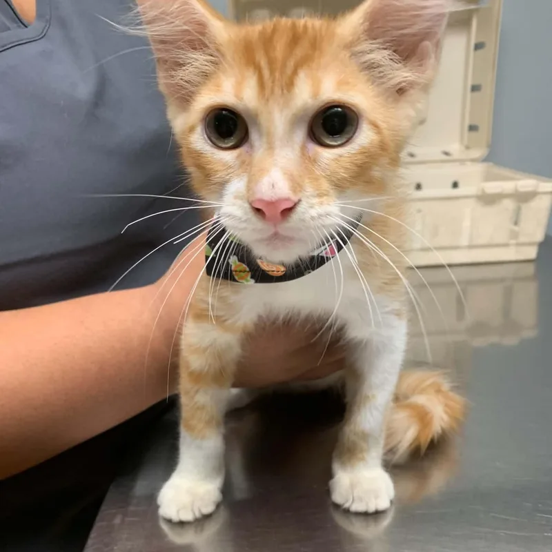 A baby medium-sized male Domestic Medium Hair cat named Cheese Doodle for adoption in Warren, NJ