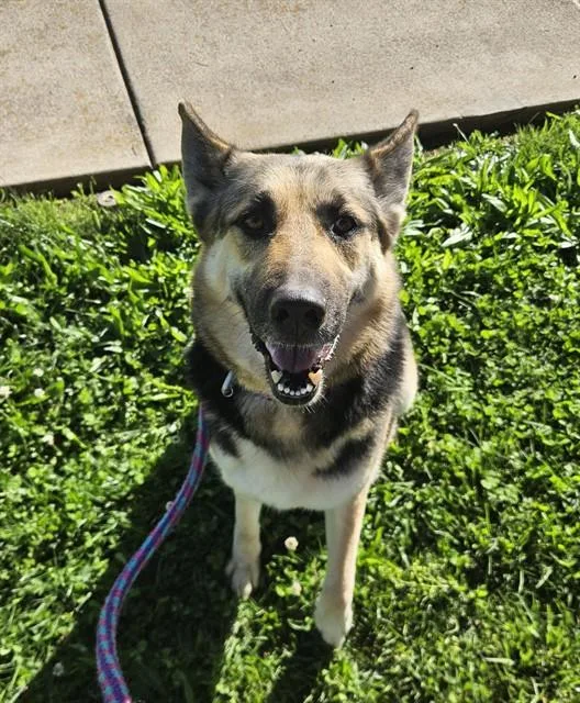 An adult large-sized female German Shepherd Dog dog named Luna for adoption in Sacramento, CA