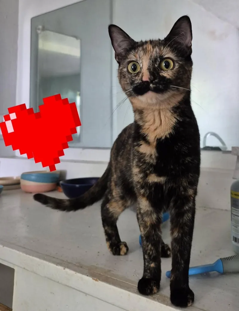 A young medium-sized female Tortoiseshell Domestic Short Hair cat named Olive for adoption in Terrell, TX