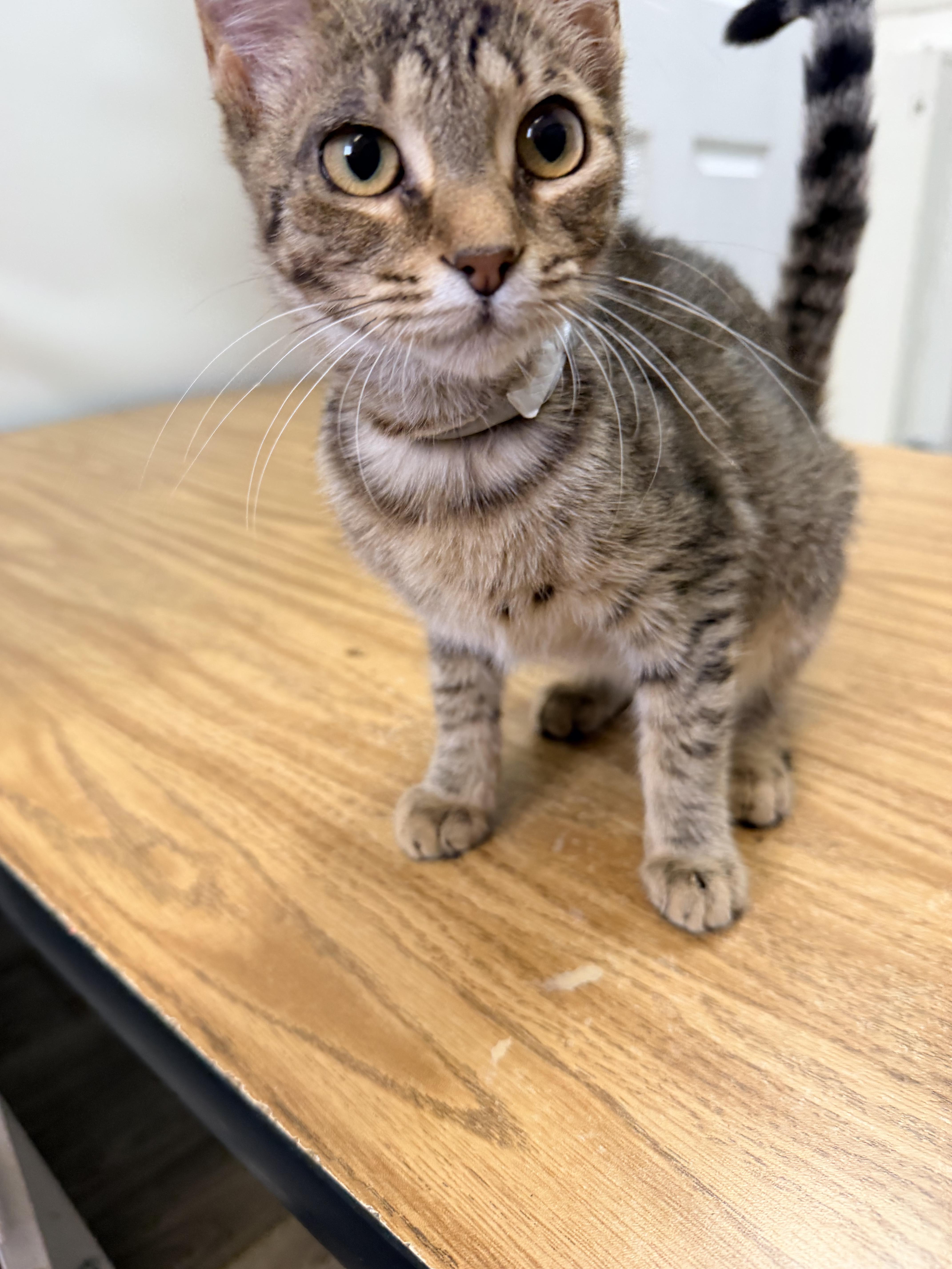 A baby small-sized female American Shorthair cat named Calli for adoption in Shrewsbury, MA