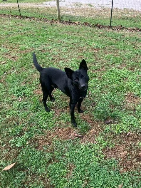 An adult medium-sized male Mixed Breed dog named Licorice for adoption in Hampton, VA