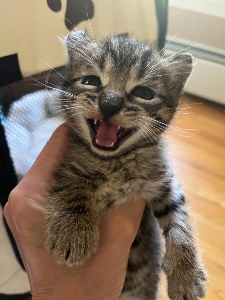 A baby medium-sized male Domestic Short Hair cat named Gadget for adoption in Pomona, NY