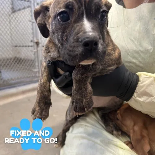 Tonka Jahari thumbnail 2