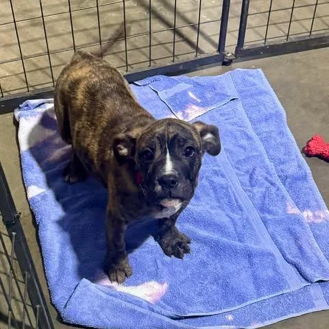 Tonka Jahari thumbnail 3