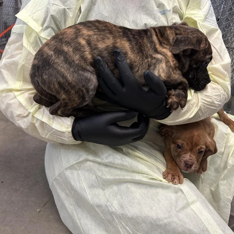 Tonka Jahari thumbnail 4