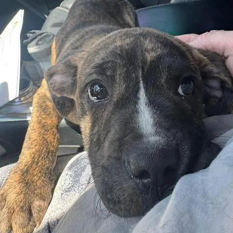 Tonka Jahari thumbnail 6