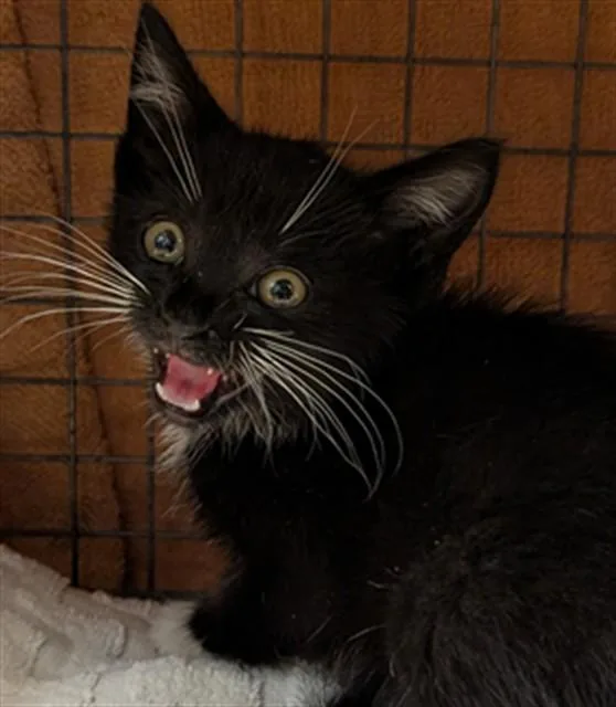 A baby small-sized male Domestic Short Hair cat named A for adoption in Martinez, CA