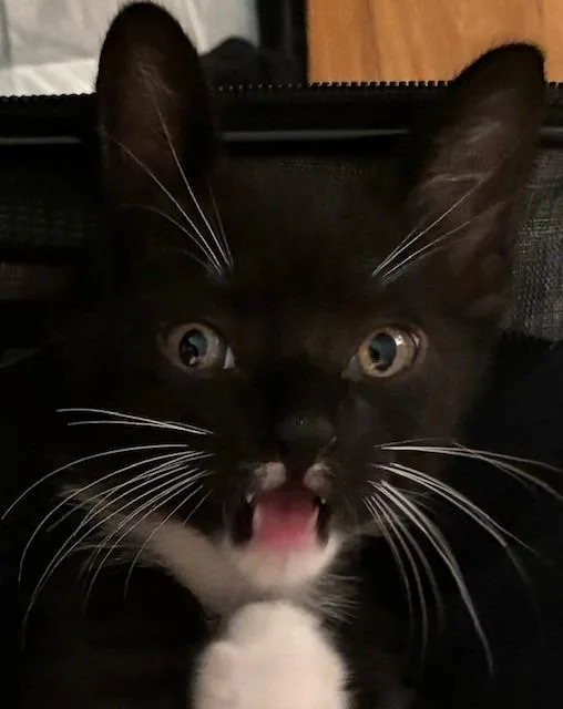 A baby medium-sized male Domestic Short Hair cat named Domino for adoption in Spring, TX