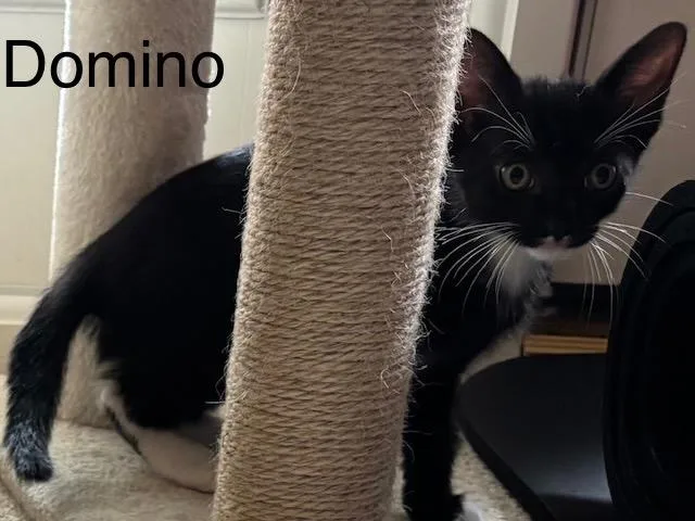 Domino thumbnail 3