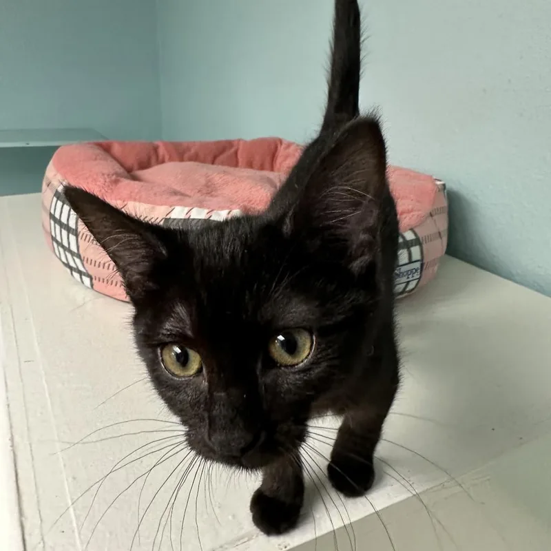 Kiki