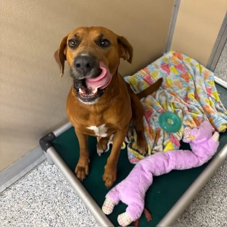 An adult large-sized female Red / Chestnut / Orange Redbone Coonhound dog named Bandita for adoption in St. Augustine, FL