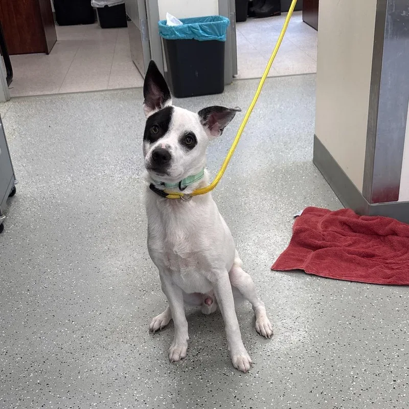 A young medium-sized male Terrier dog named Gizmo for adoption in Galax, VA