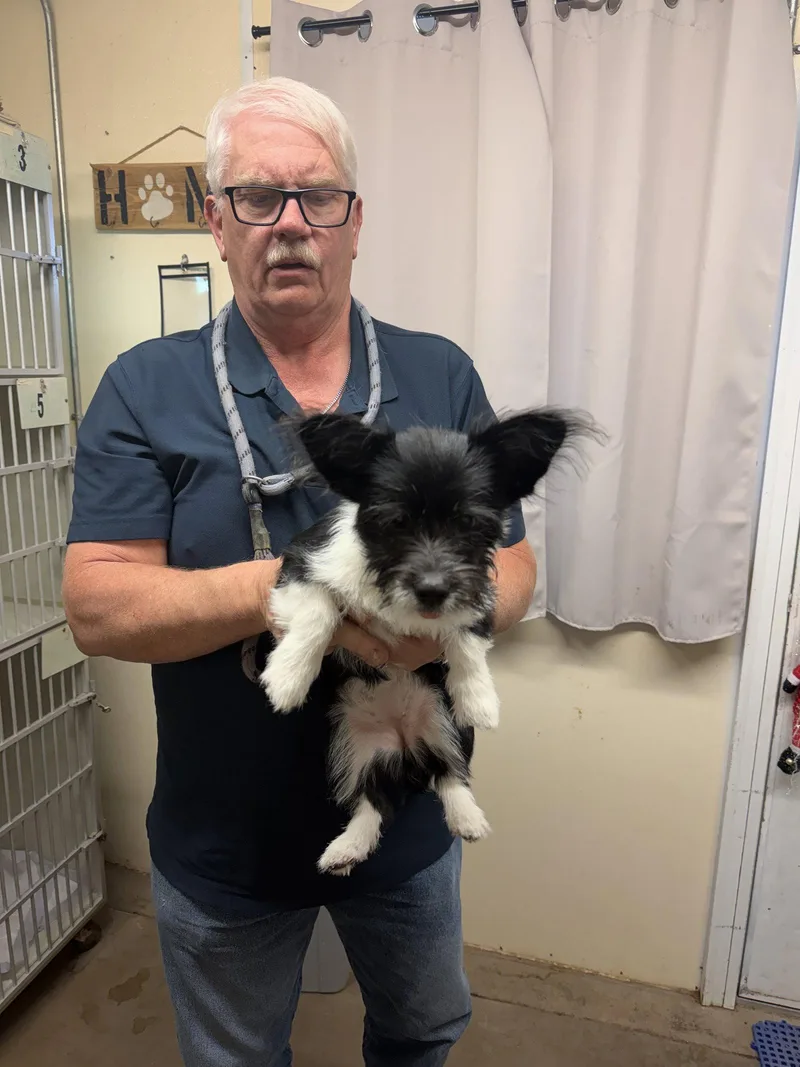 An adult small-sized female Corgi dog named Nala for adoption in Monte Vista, CO