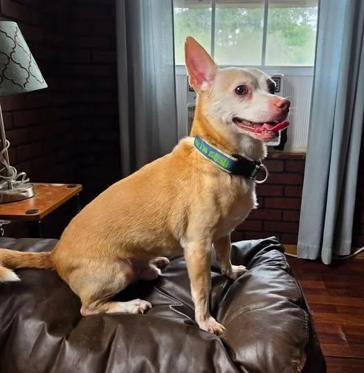 An adult small-sized male Chihuahua dog named Nacho for adoption in Hammond, LA