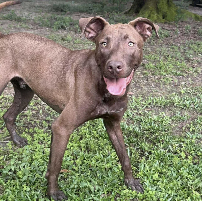 Mullican thumbnail 3