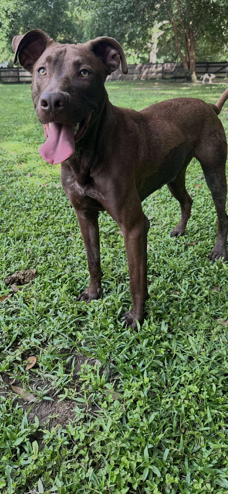 Mullican thumbnail 4