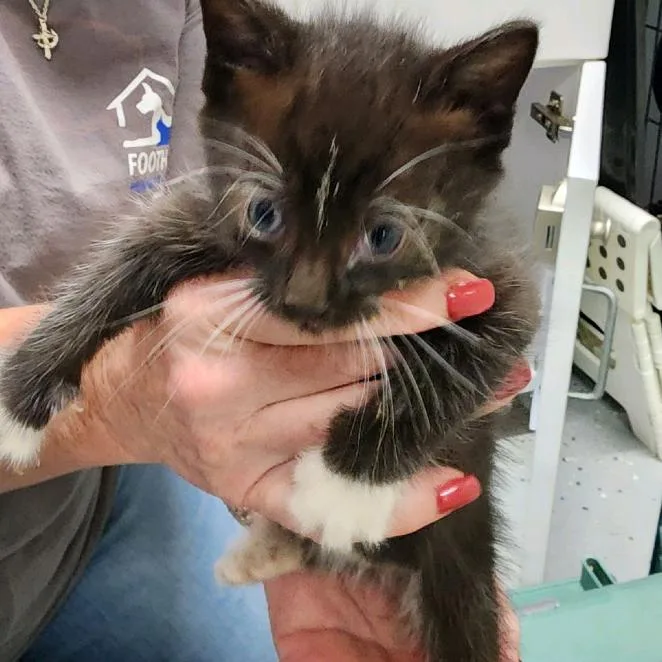 A baby medium-sized male Domestic Short Hair cat named Alfalfa for adoption in Columbus, NC