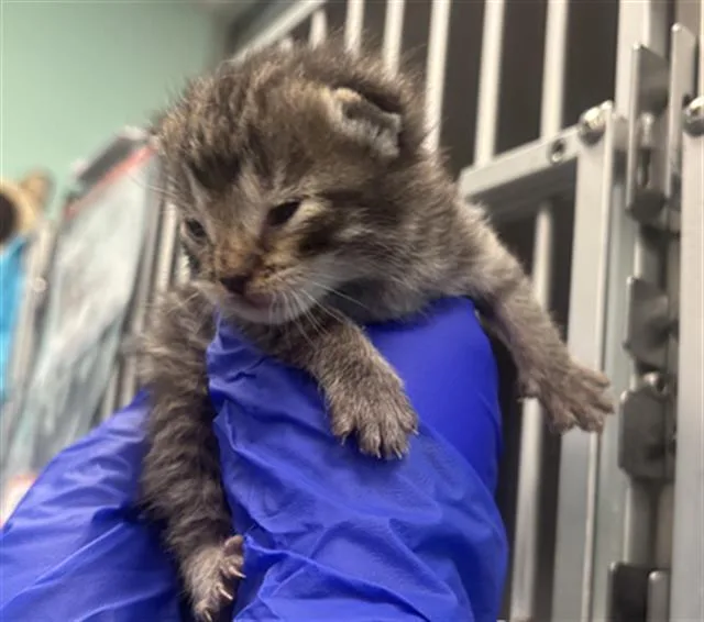 A baby large-sized male Domestic Short Hair cat named Franky for adoption in Dallas, TX