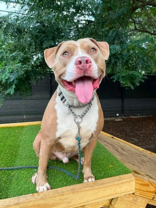 An adult large-sized male White / Cream Mixed Breed dog named Mayan for adoption in Cincinnati, OH