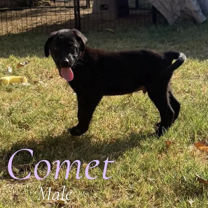 A baby small-sized male Black German Shepherd Dog dog named Comet for adoption in Tulsa, OK