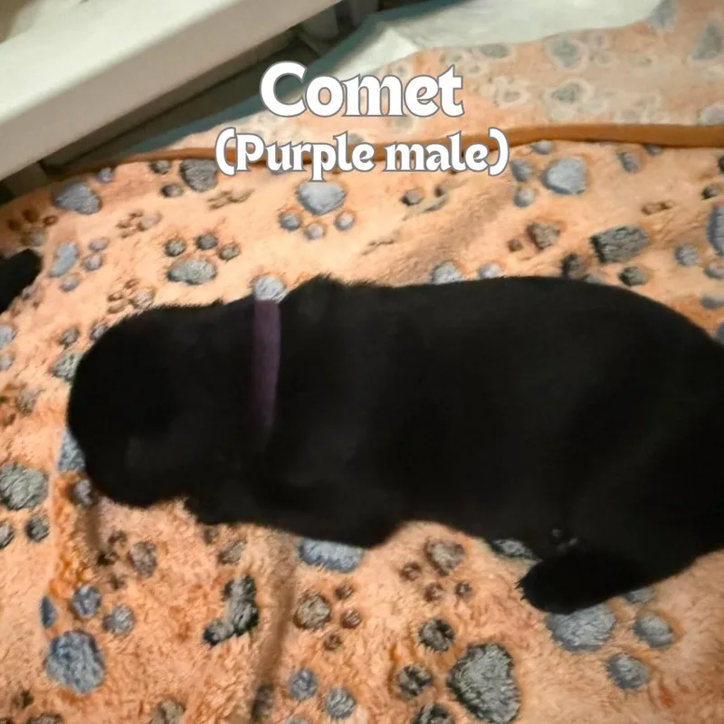 Comet thumbnail 2