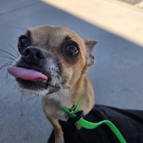 A senior small-sized male Yellow / Tan / Blond / Fawn Chihuahua dog named Bucky for adoption in Grand Junction, CO