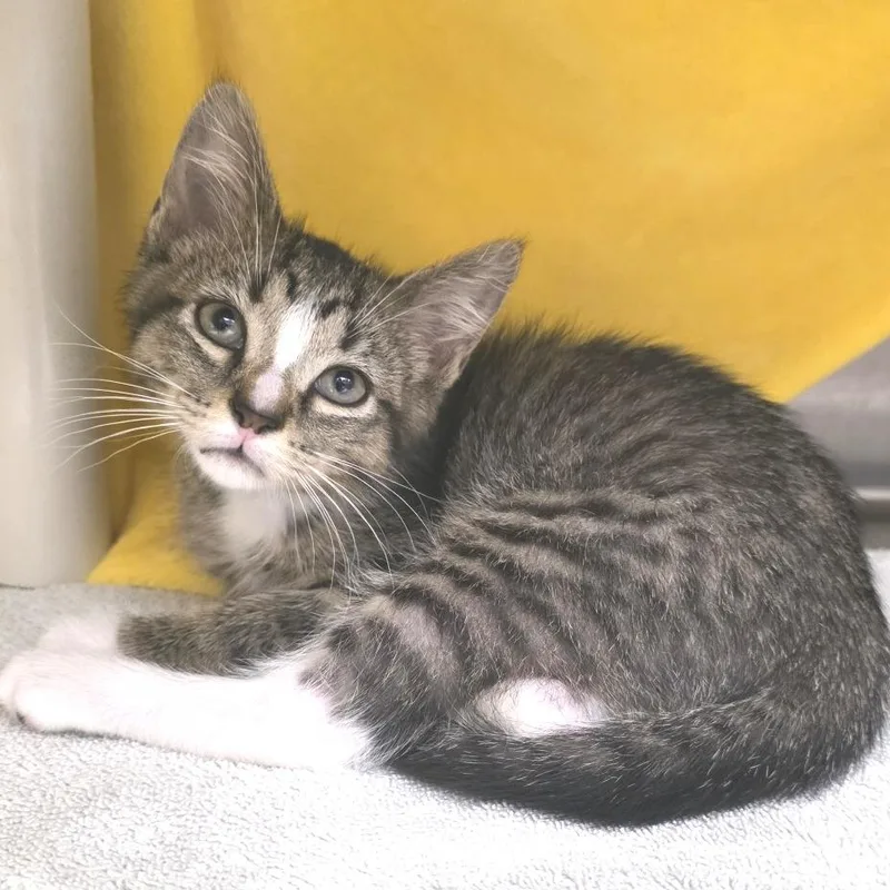 A baby small-sized male Black Domestic Short Hair cat named Blaze for adoption in Fort Wayne, IN