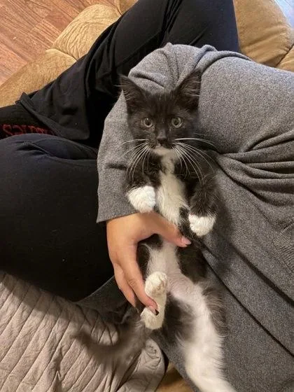 A baby small-sized male Domestic Medium Hair cat named Baylor for adoption in Wilkesboro, NC