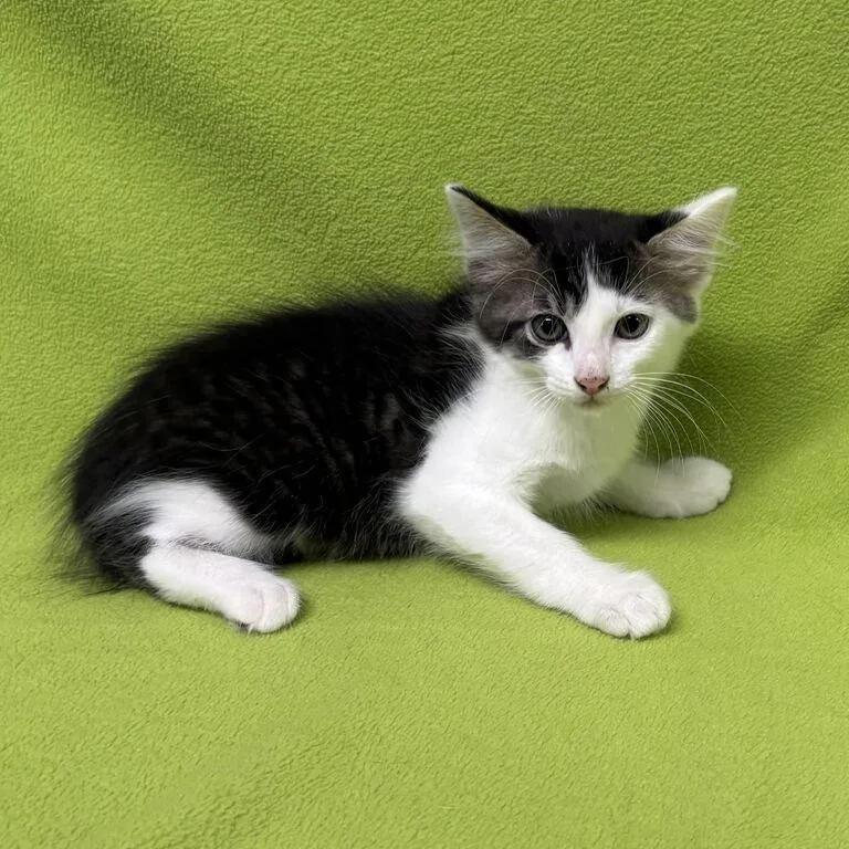 A baby medium-sized male Tabby (Brown / Chocolate) Domestic Medium Hair cat named Starfish for adoption in Valdosta, GA