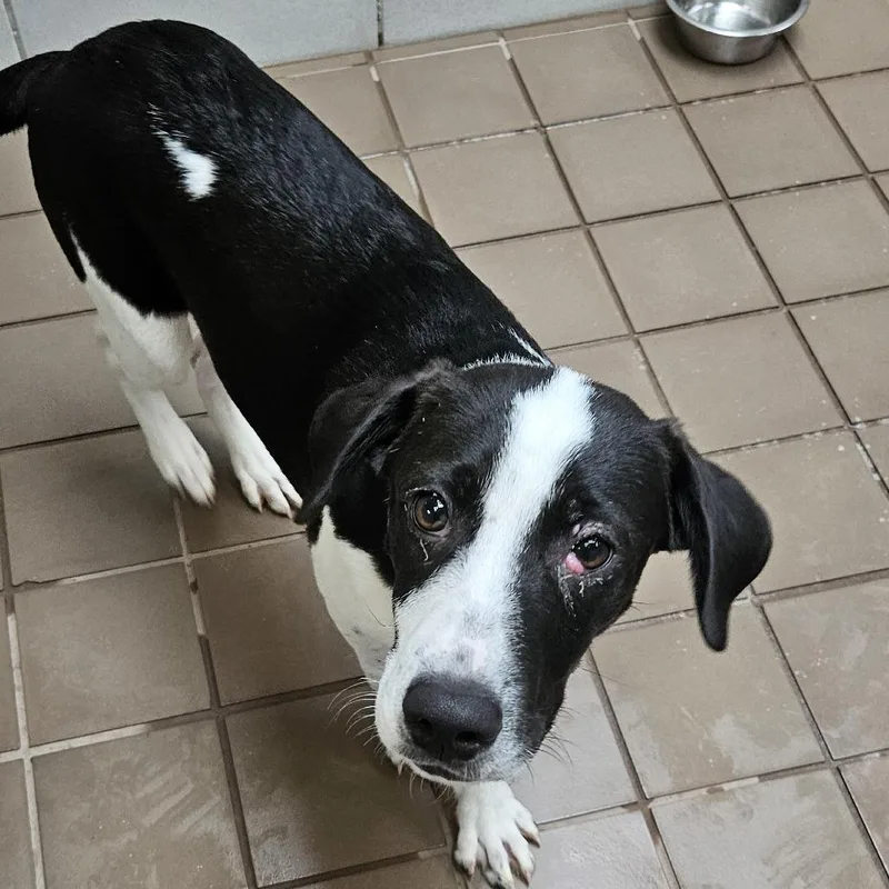 A baby medium-sized male Black Mixed Breed dog named Butch for adoption in Wantagh, NY