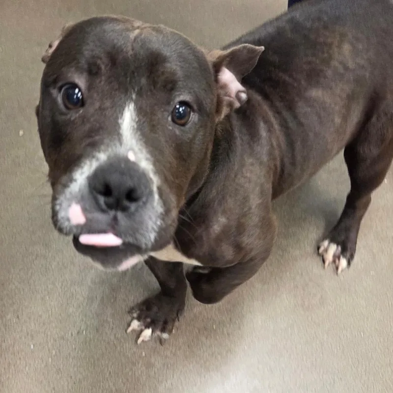 A young medium-sized female Brindle Mixed Breed dog named Olivia for adoption in Chattanooga, TN