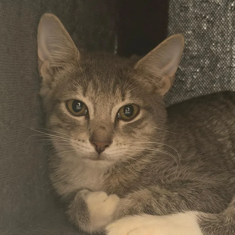 A baby small-sized female Domestic Short Hair cat named Oasis for adoption in Gainesville, FL