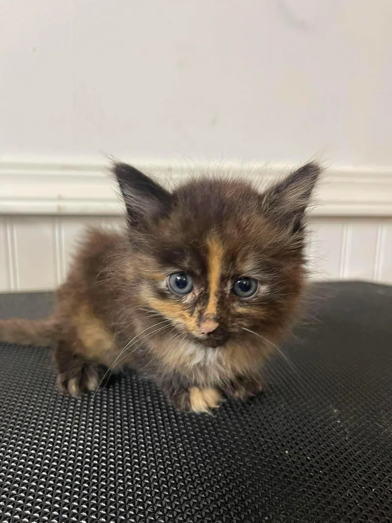 A baby small-sized female Domestic Short Hair cat named Nala for adoption in Clymer, PA