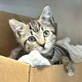A baby small-sized male Brown / Chocolate Domestic Short Hair cat named Sporty Spice for adoption in Novelty, OH